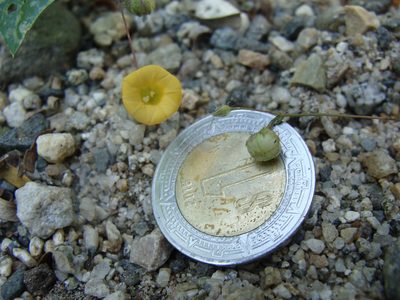 Ipomoea minutiflora, photographed by Alexis López Hernández