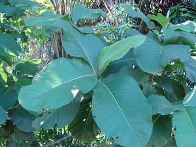 Triplaris melaenodendron, photographed by Alexis López Hernández