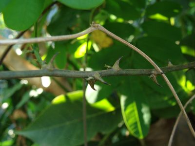 Machaerium riparium, photographed by Alexis López Hernández