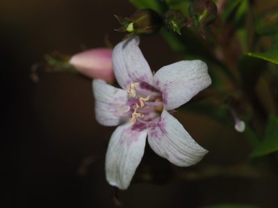 Capraria biflora, photographed by Clay Gibbons