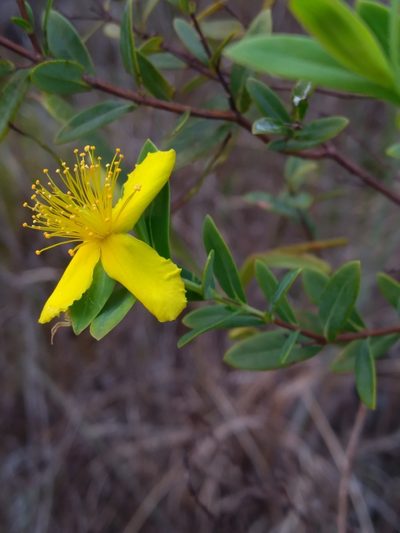 Hypericum edisonianum, photographed by Scott Ward