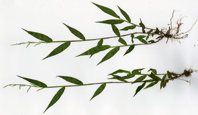 Cyphochlaena madagascariensis, photographed by bat (Maria Vorontsova)