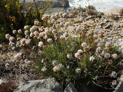 Armeria welwitschii, photographed by Duarte Frade