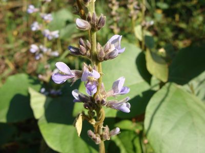 Calopogonium caeruleum, photographed by Alexis López Hernández