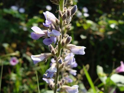 Calopogonium caeruleum, photographed by Alexis López Hernández