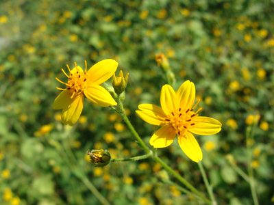 Baltimora recta, photographed by Alexis López Hernández