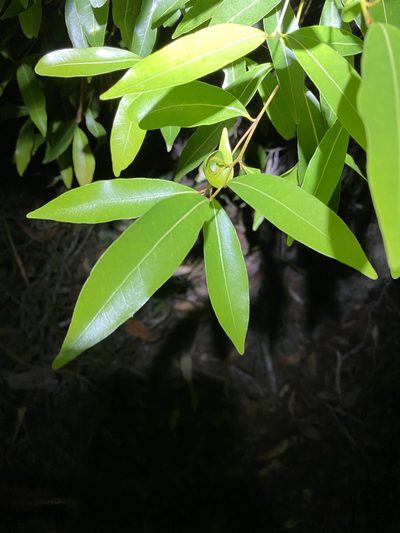 Endiandra sieberi, photographed by Greg Tasney
