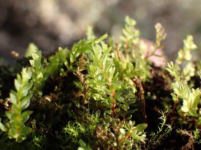Mnium thomsonii, photographed by Martin Purdy