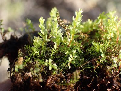 Mnium thomsonii, photographed by Martin Purdy