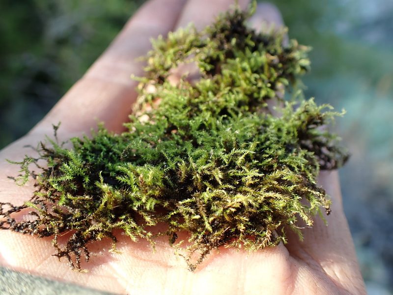 Hygroamblystegium varium, photographed by Martin Purdy