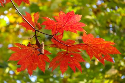 Acer japonicum, photographed by Timur Kalininsky