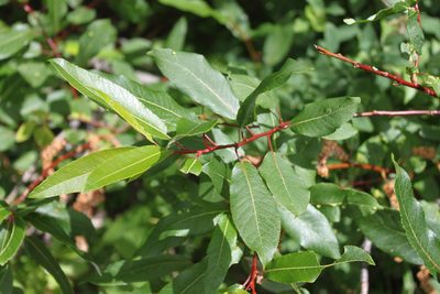 Salix pyrifolia, photographed by Étienne Lacroix-Carignan