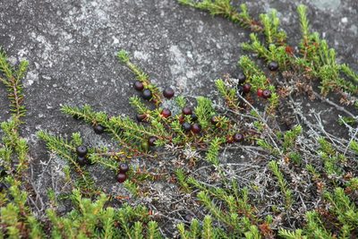 Empetrum atropurpureum, photographed by Étienne Lacroix-Carignan