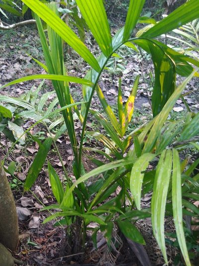 Areca catechu, photographed by Navaneeth Sini George