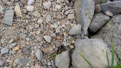 Antennaria media