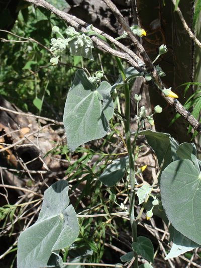 Abutilon reventum, photographed by Alexis López Hernández
