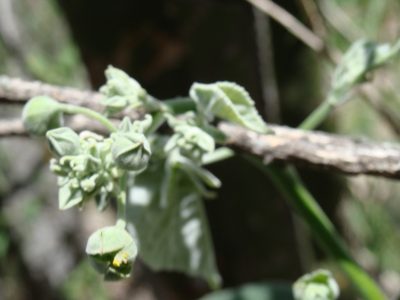 Abutilon reventum, photographed by Alexis López Hernández
