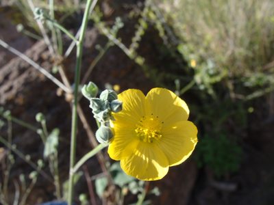 Abutilon reventum, photographed by Alexis López Hernández