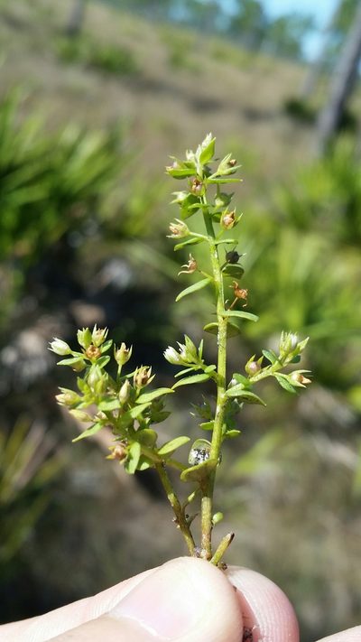 Lysimachia ovalis, photographed by Jay Horn