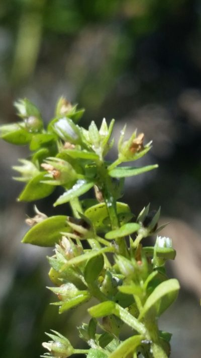 Lysimachia ovalis, photographed by Jay Horn