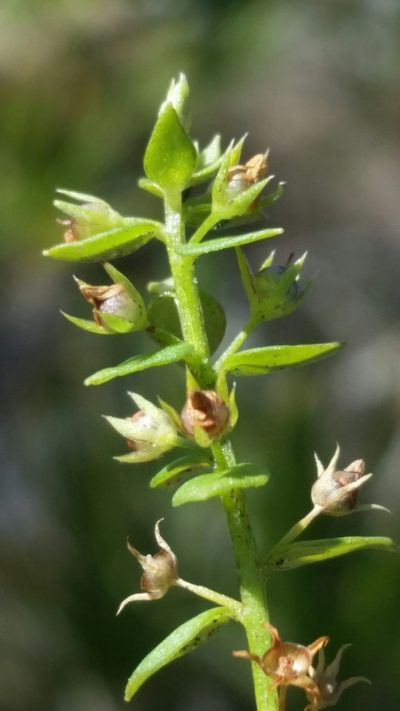 Lysimachia ovalis, photographed by Jay Horn