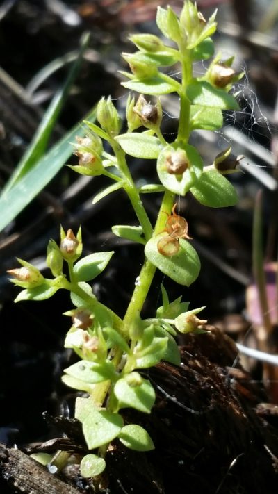 Lysimachia ovalis, photographed by Jay Horn
