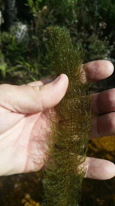 Myriophyllum pinnatum, photographed by Jay Horn