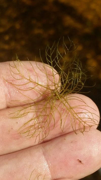 Myriophyllum pinnatum, photographed by Jay Horn