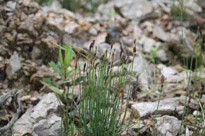 Equisetum bogotense, photographed by Ramon and Suzanne Vargas