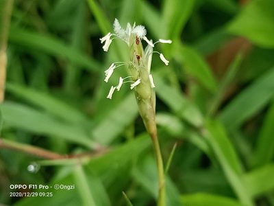 Ischaemum muticum, photographed by Ong Jyh Seng