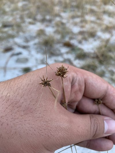 Bulbostylis warei, photographed by Brandon Corder