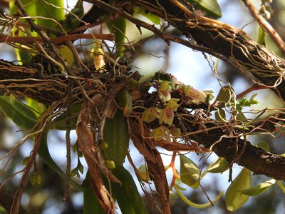 Leochilus oncidioides, photographed by Victor De la Cruz
