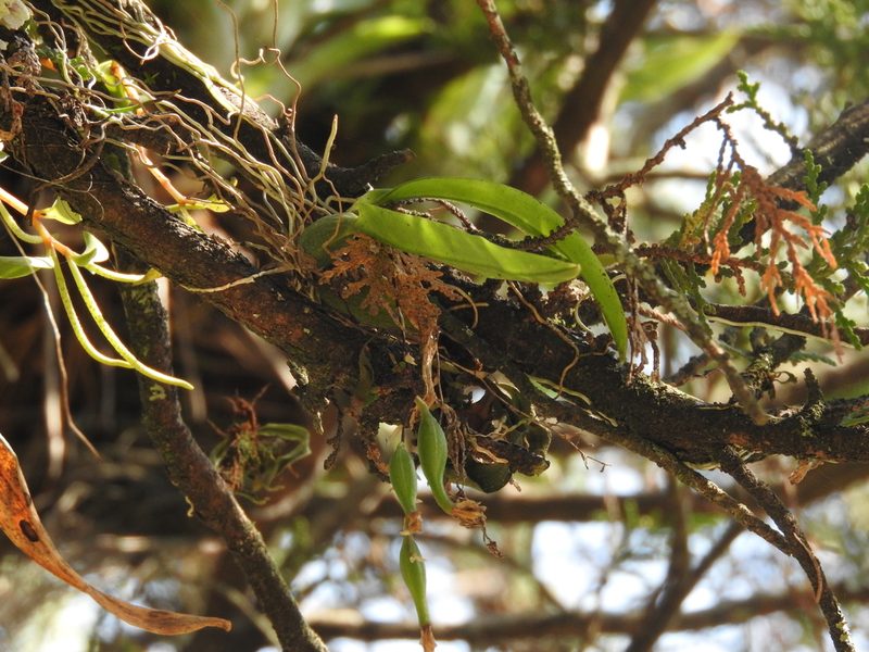Leochilus oncidioides, photographed by Victor De la Cruz