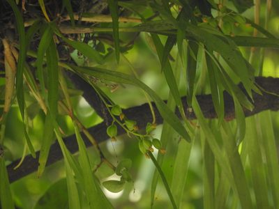 Prosthechea ochracea, photographed by Victor De la Cruz