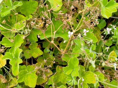 Pelargonium tomentosum, photographed by John Barkla
