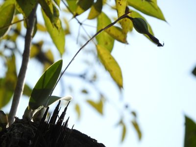 Laelia anceps, photographed by Victor De la Cruz