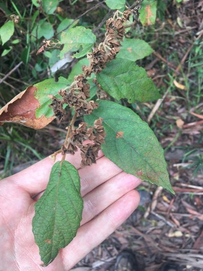 Seringia arborescens, photographed by Thomas Mesaglio