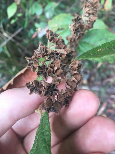 Seringia arborescens, photographed by Thomas Mesaglio
