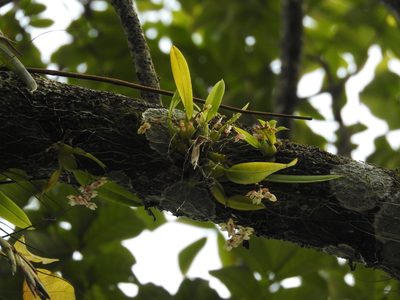 Leochilus oncidioides, photographed by Victor De la Cruz