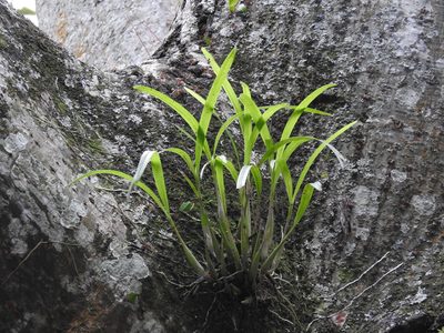Prosthechea ochracea, photographed by Victor De la Cruz