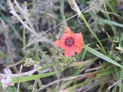 Sphaeralcea australis, photographed by Leonel Roget