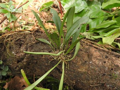 Masdevallia floribunda, photographed by Victor De la Cruz