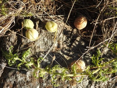 Blumenbachia insignis, photographed by Leonel Roget