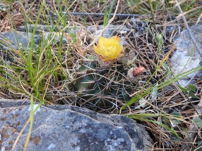 Parodia mammulosa, photographed by Leonel Roget