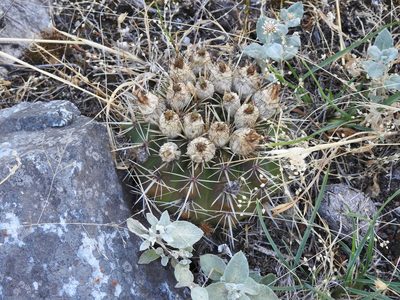 Parodia mammulosa, photographed by Leonel Roget