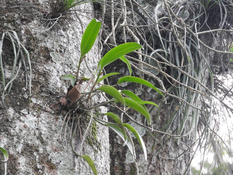 Restrepiella ophiocephala, photographed by Victor De la Cruz