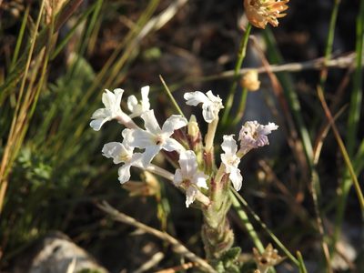 Verbena platensis, photographed by Leonel Roget