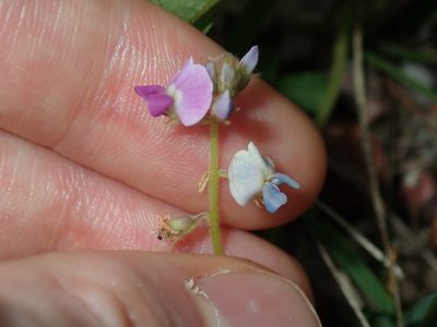 Glycine tomentella, photographed by Thomas Mesaglio