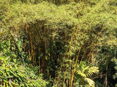 Bambusa vulgaris, photographed by Zoltán Stekkelpak