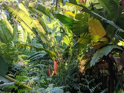Heliconia mariae, photographed by Zoltán Stekkelpak